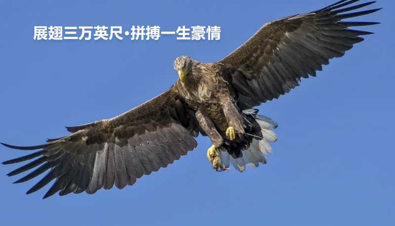 职业机会
